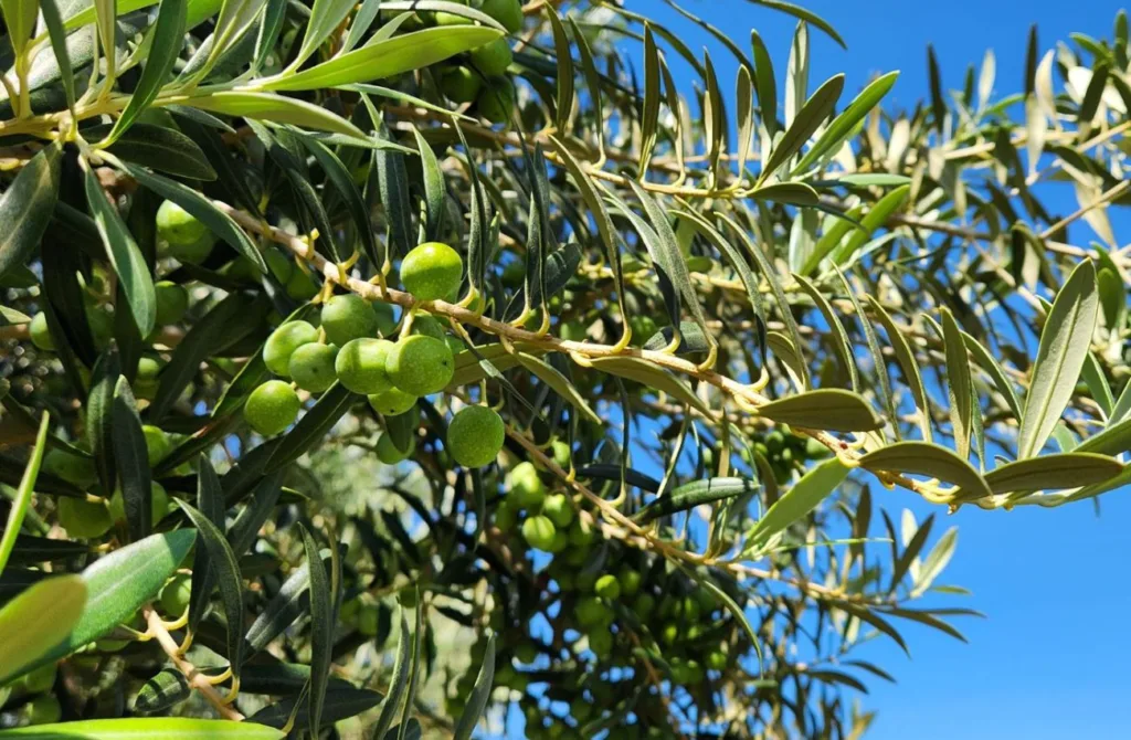A oliveira uma árvore frutífera que produz azeitonas, que são usadas para fazer azeite
