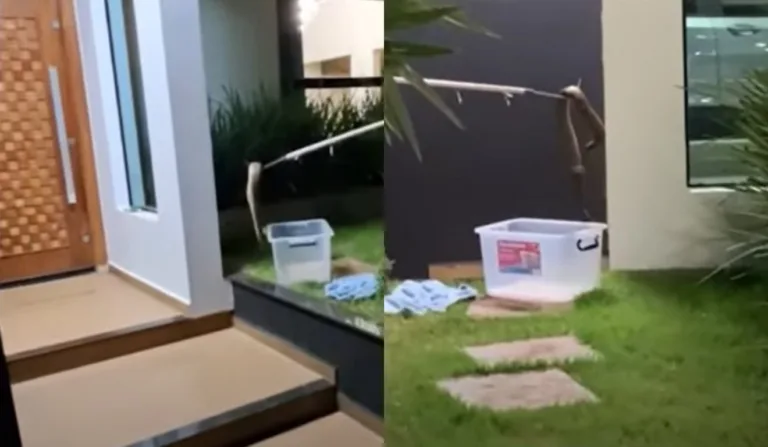 Cascavel foi resgatada e solta em uma área de mata, distante da região urbana