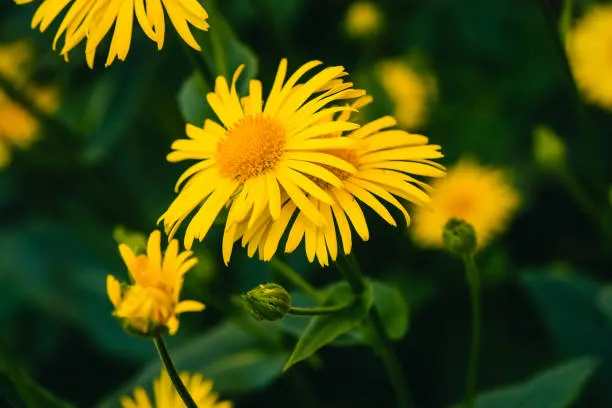 Benefícios da arnica montana