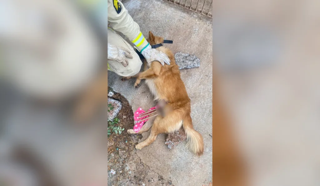 Cachorro empalado portão Maringá