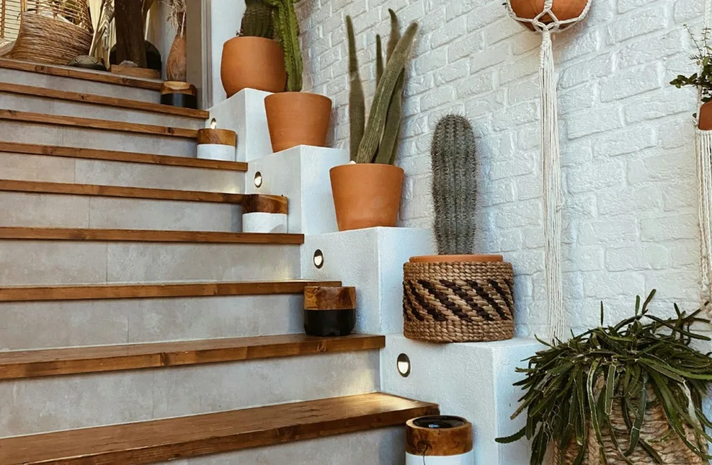 Cactos em casa pode trazer boas energias para o ambiente