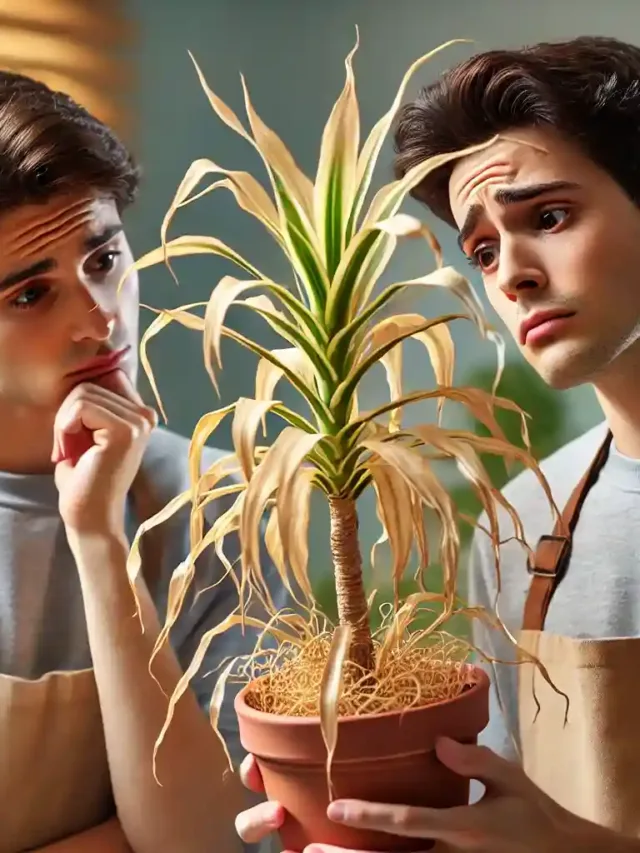 5 dicas para recuperar bambu da sorte com folhas secas