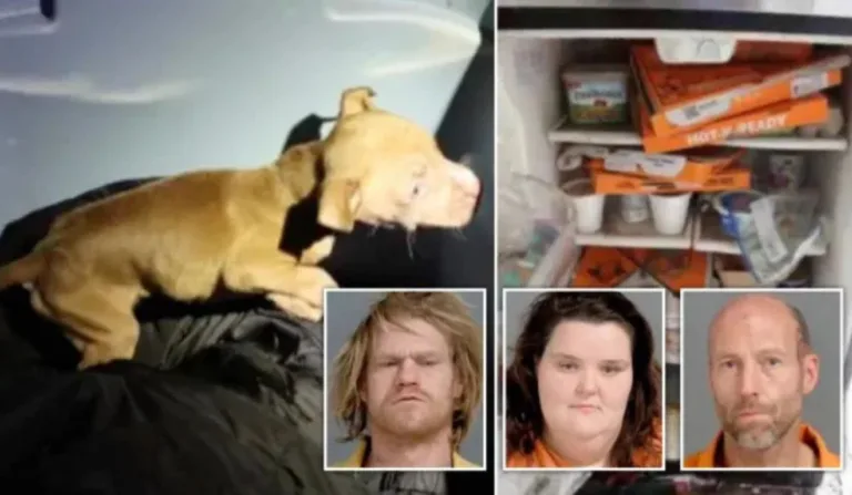 Cachorro é encontrado morto dentro de caixa de pizza