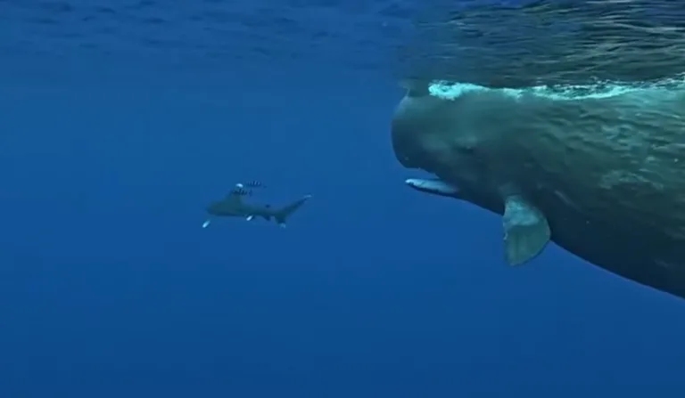 Baleia perto do tubarão.