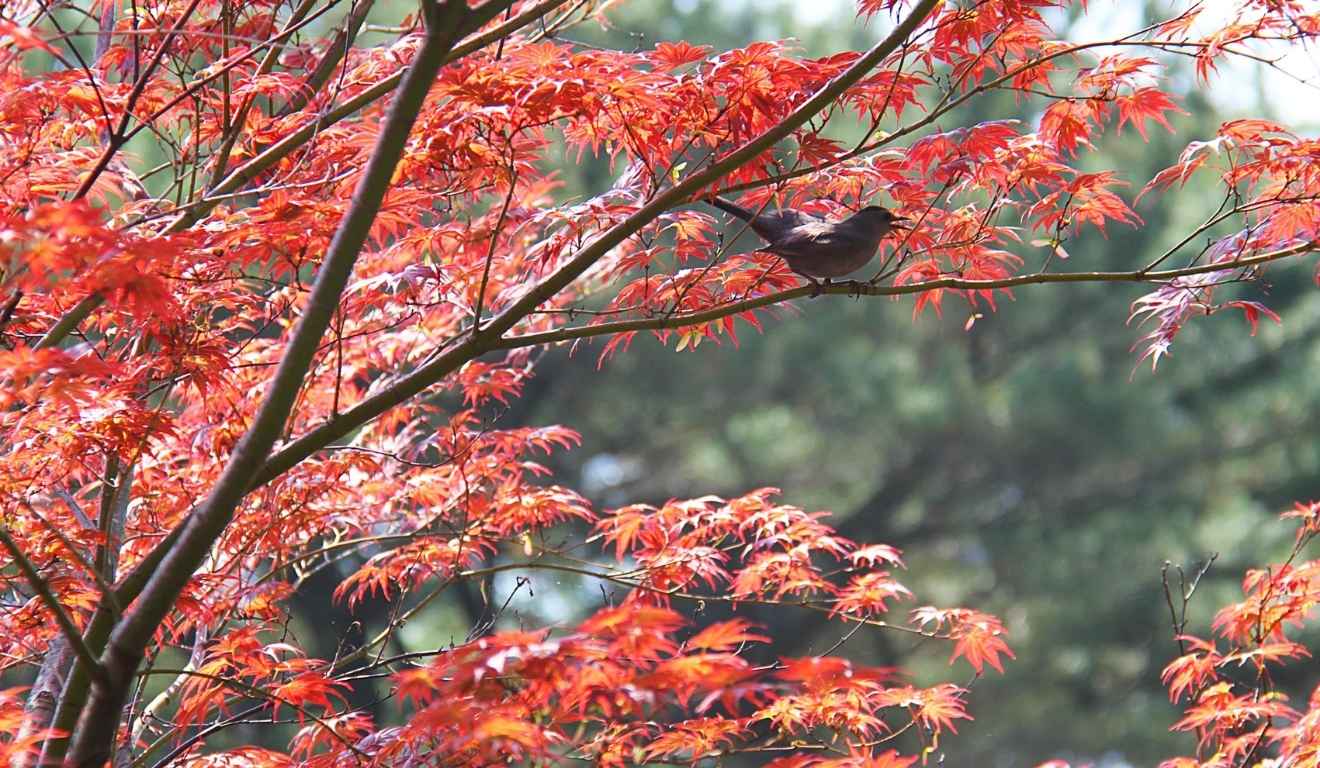 árvore com folhas de outono