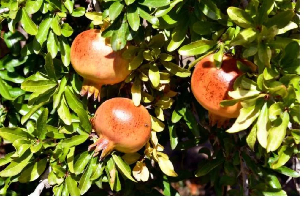 A romãzeira é um arbusto ou pequena árvore de folha caduca, que pode atingir cerca de 5 m de altura