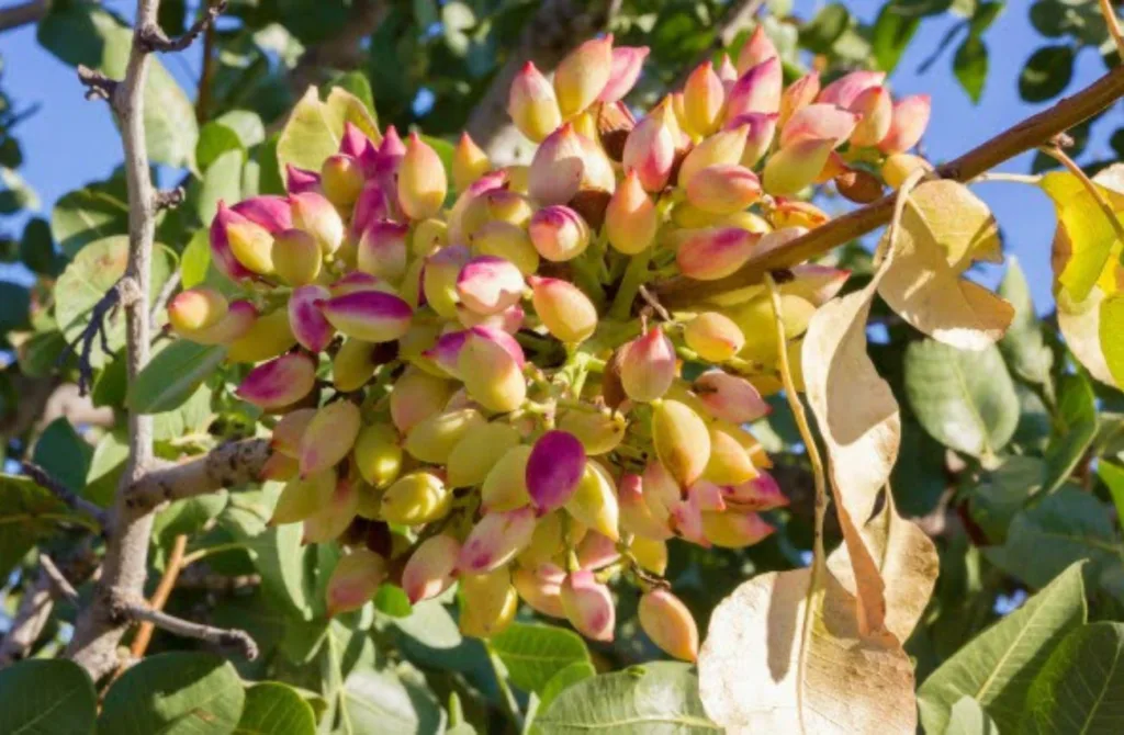 O pistacheiro (Pistacia vera) é uma árvore frutífera originária da Ásia Central e do Oriente Médio (Foto: Reprodução)