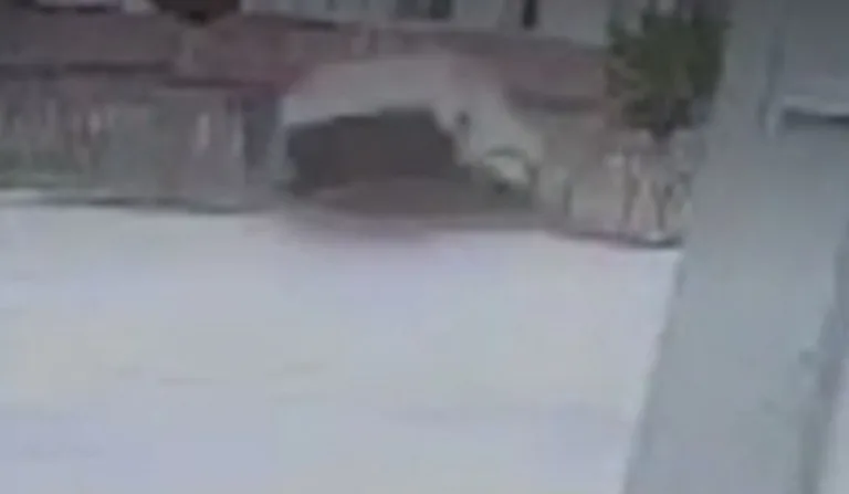 carro do motorista embriagado após atropelar idoso