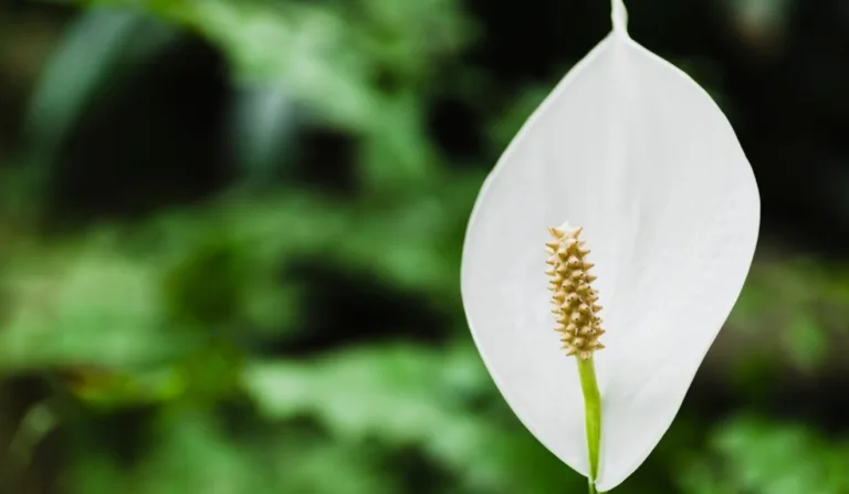 lírio-da-paz em jardim