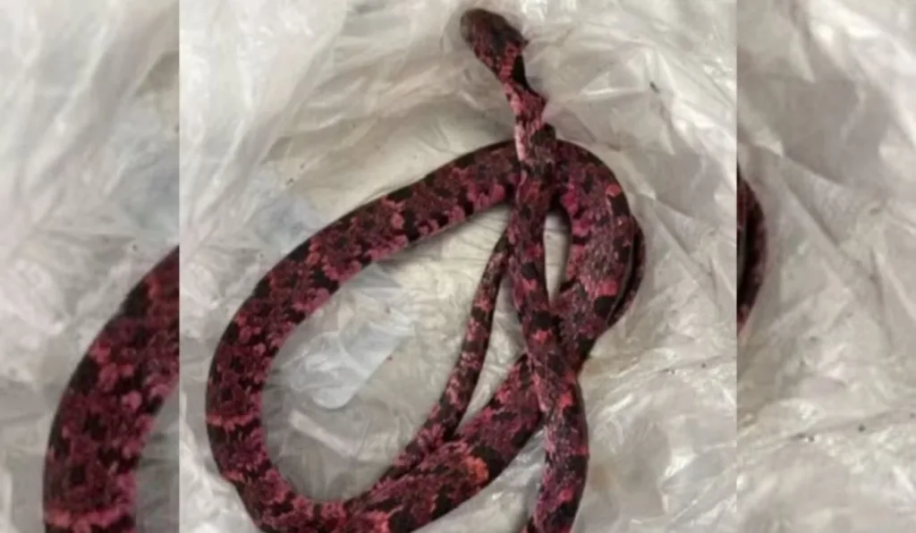 homem vomita cobra em frente a um bar