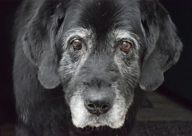 A expectativa de vida do cachorro varia pouco, de acordo com a raça