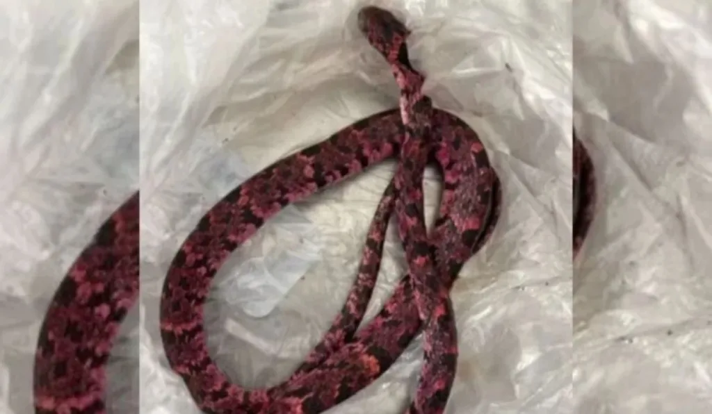 Homem comeu cobra para "provar" aos amigos que era "homem de verdade"