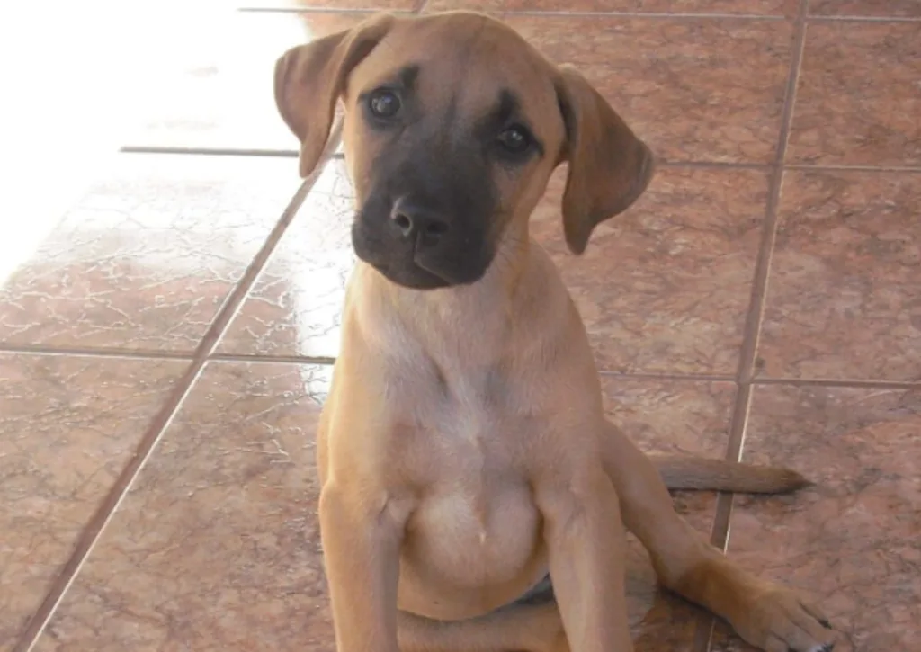 Ter um cachorro deve ser uma decisão bem pensada, considerando a expectativa de vida do animal, inclusive