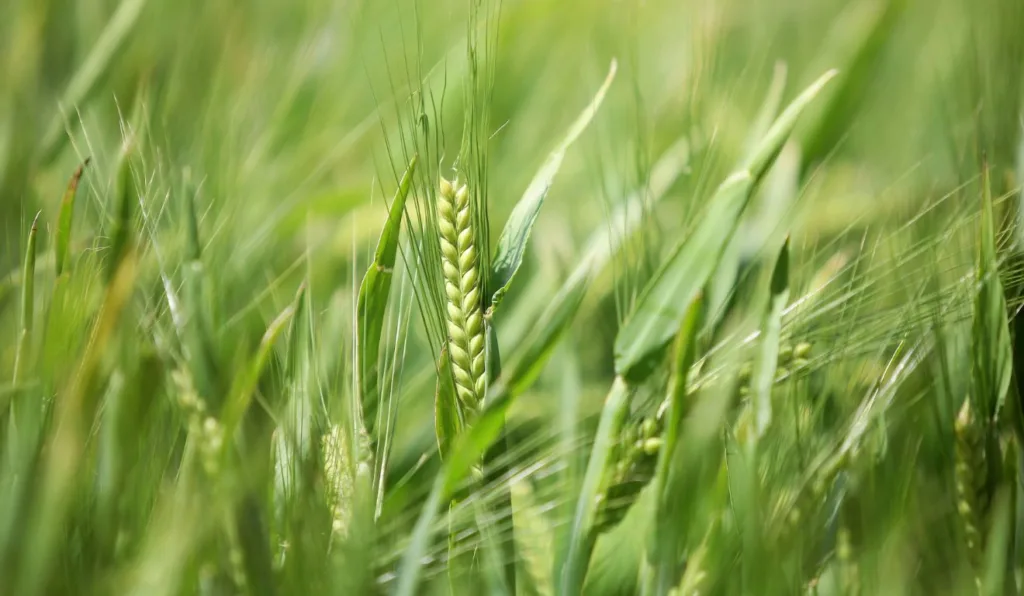 Cevada em plantação