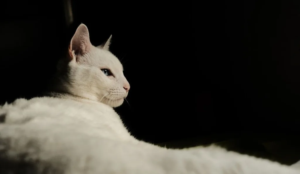 gato branco com fundo preto