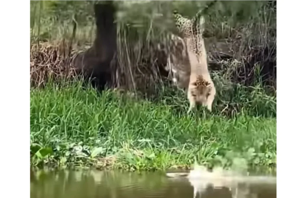 Onça voadora ataca sua presa, um jacaré distraído na beira do rio