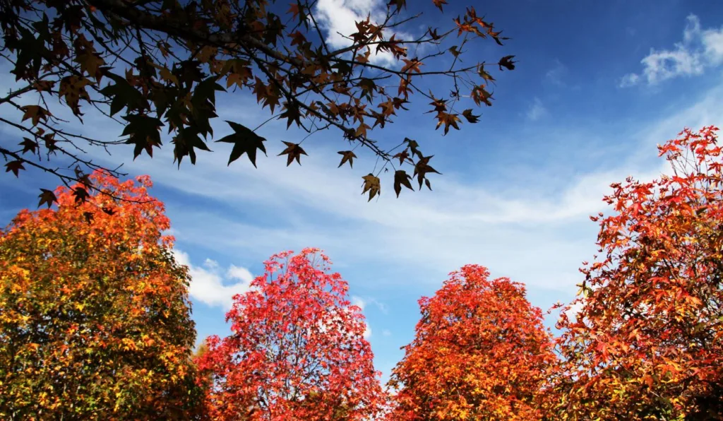 previsão de tempo estável em Curitiba