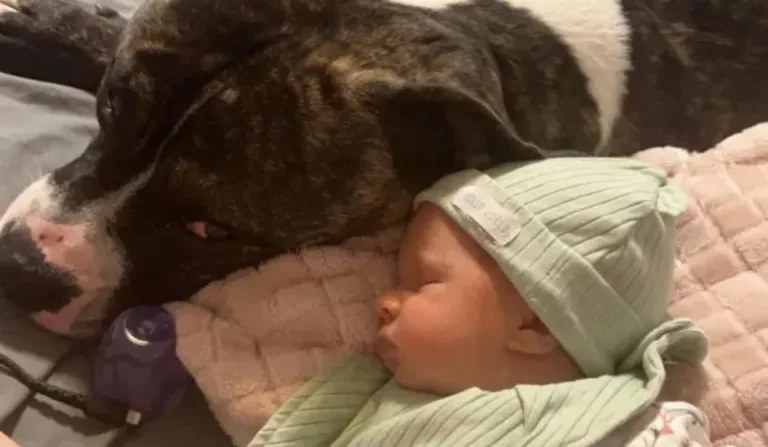 bebê ao lado de cachorro