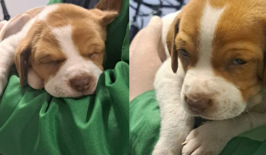 Filhote de cão abandonado