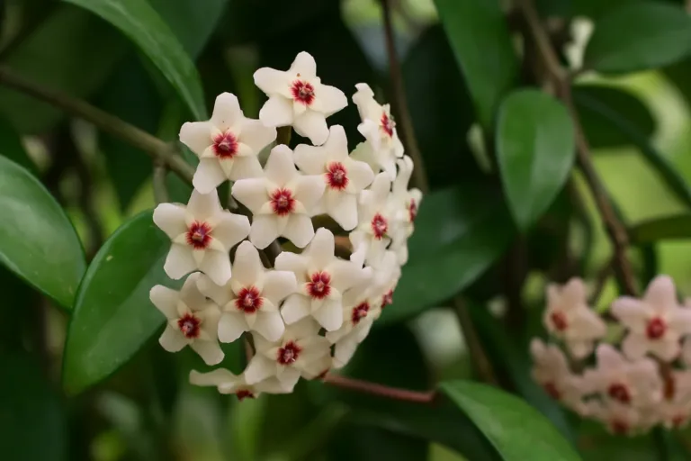 5 erros para evitar ao cuidar da Hoya carnosa para garantir flores duradouras
