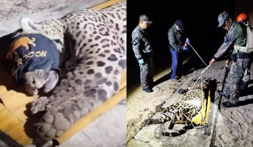 Onça que matou caseiro