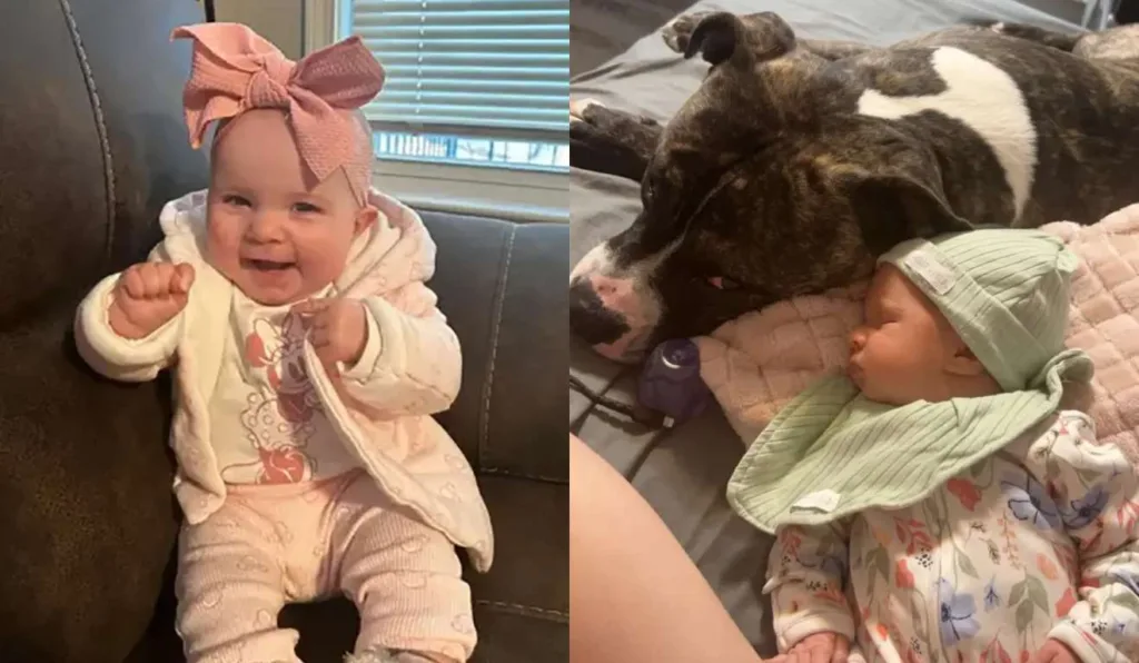 Bebê ao lado de cachorro