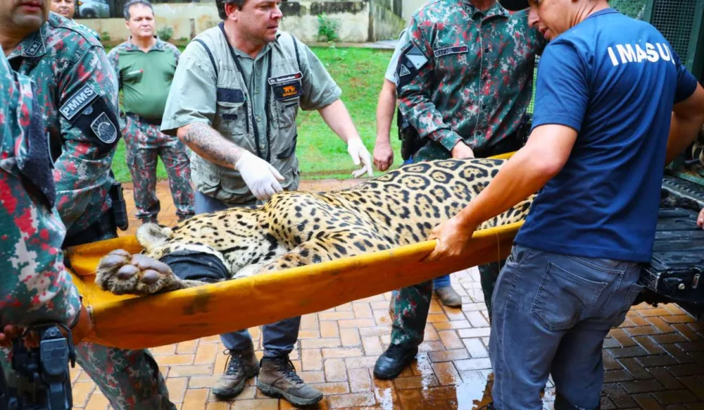 Onça resgatada após ataque fatal ao caseiro Jorge Ávalo