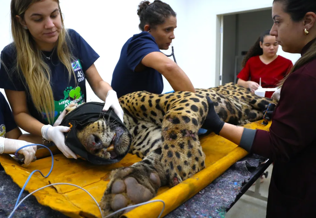 onça que matou caseiro