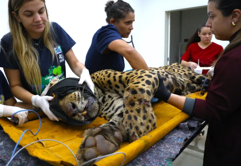 onça que matou caseiro