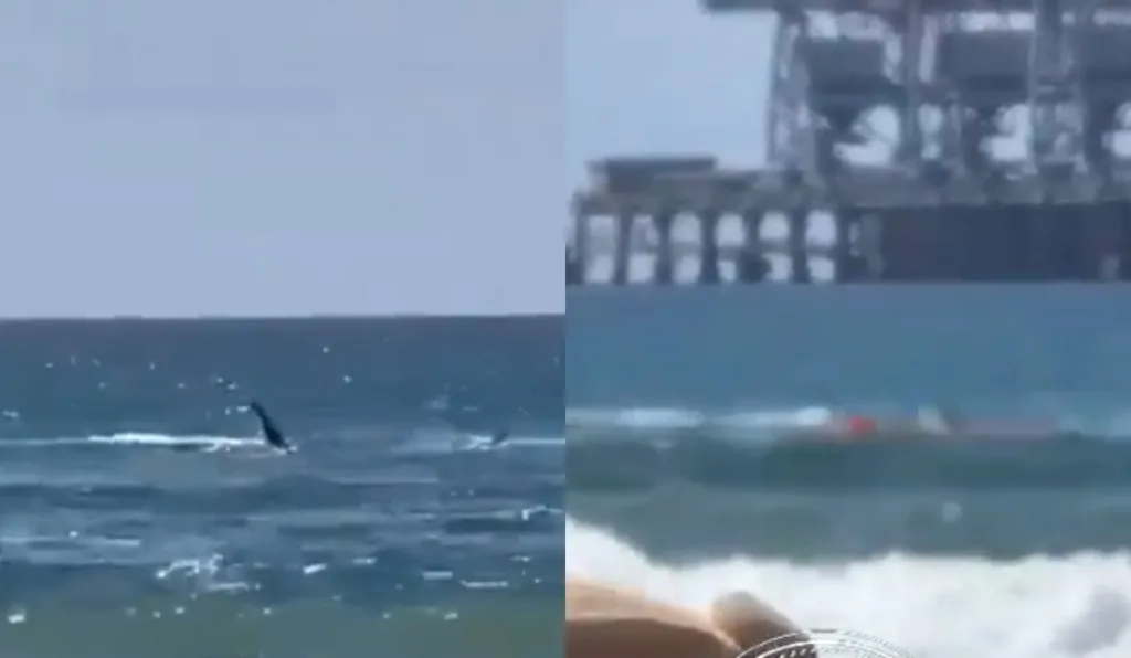 Banhista sendo atacada por tubarão