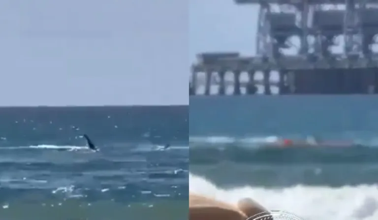 Banhista sendo atacada por tubarão