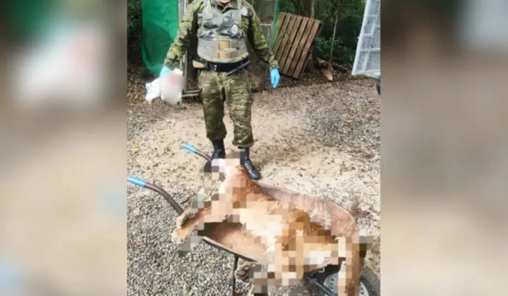 Onça morta atropelada