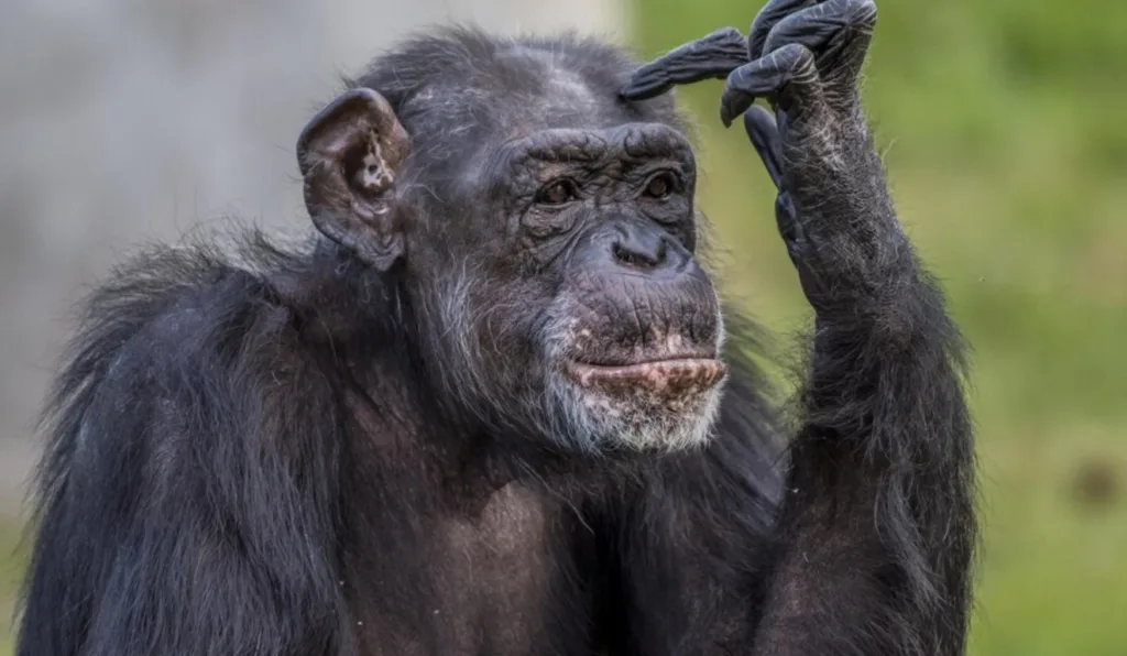 Chimpanzé pensativo