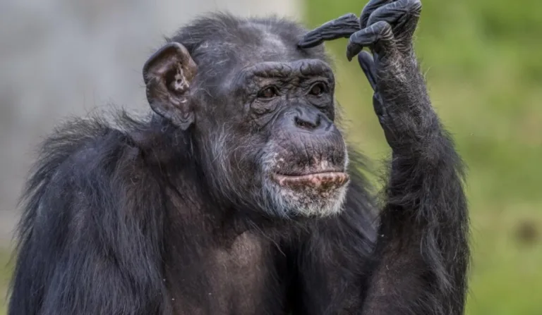 Chimpanzé pensativo
