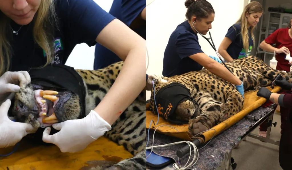 Onça que matou caseiro recebendo atendimento veterinário