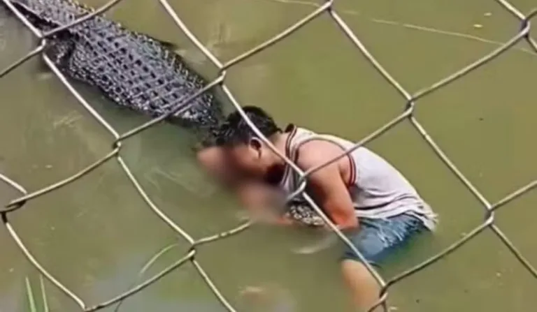 Crocodilo atacou visitante que entrou no recinto do zoológico