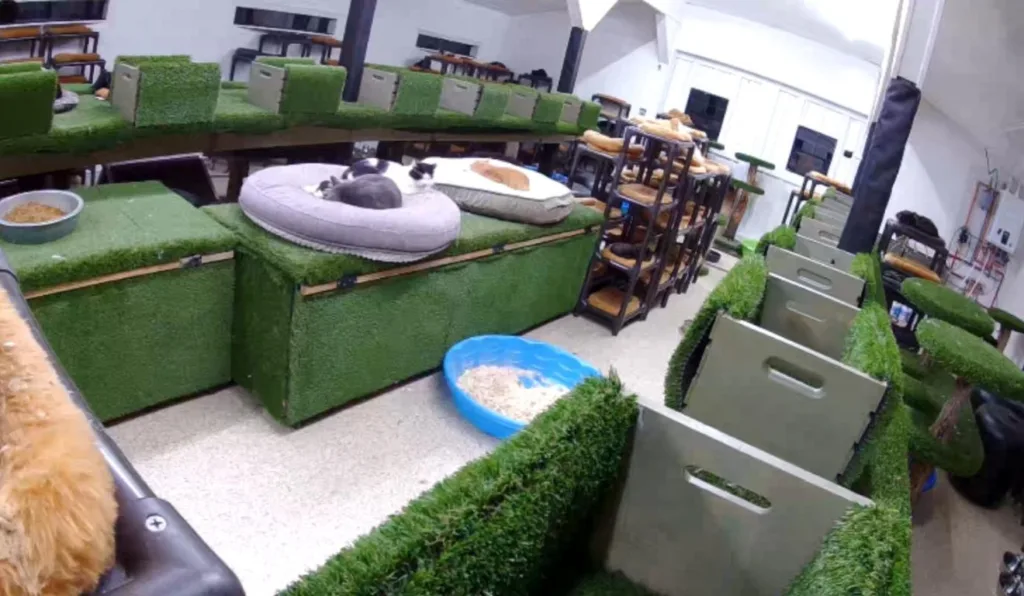 Christopher Arsenault, idoso de 65 anos que morreu ao tentar salvar gatos de um incêndio