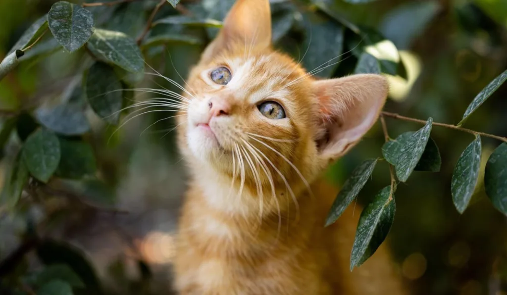 gato em meio a folhas