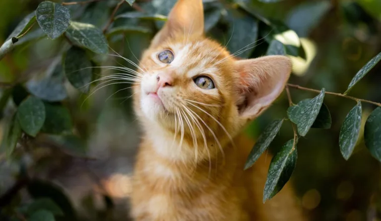 gato em meio a folhas