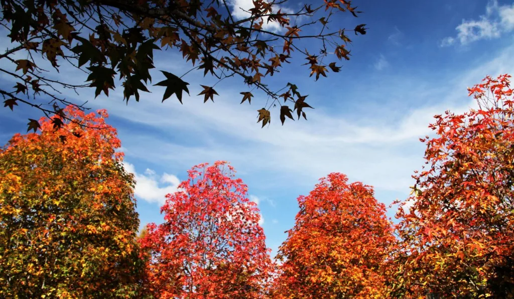 céu azul em Curitiba