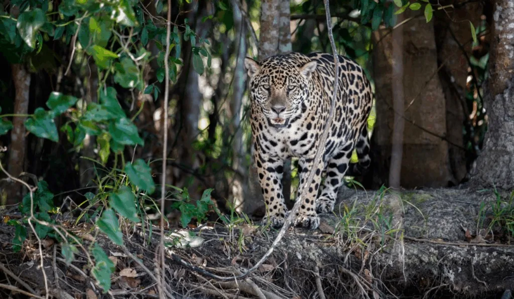 Imagem ilustrativa de uma onça no mato.