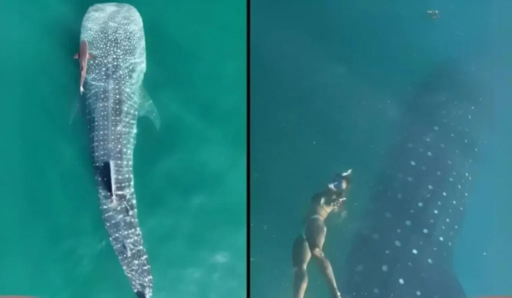 Colagem de tubarão nadando e bióloga no mar.