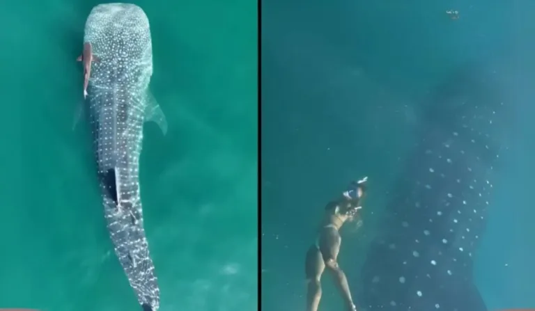 Colagem de tubarão nadando e bióloga no mar.