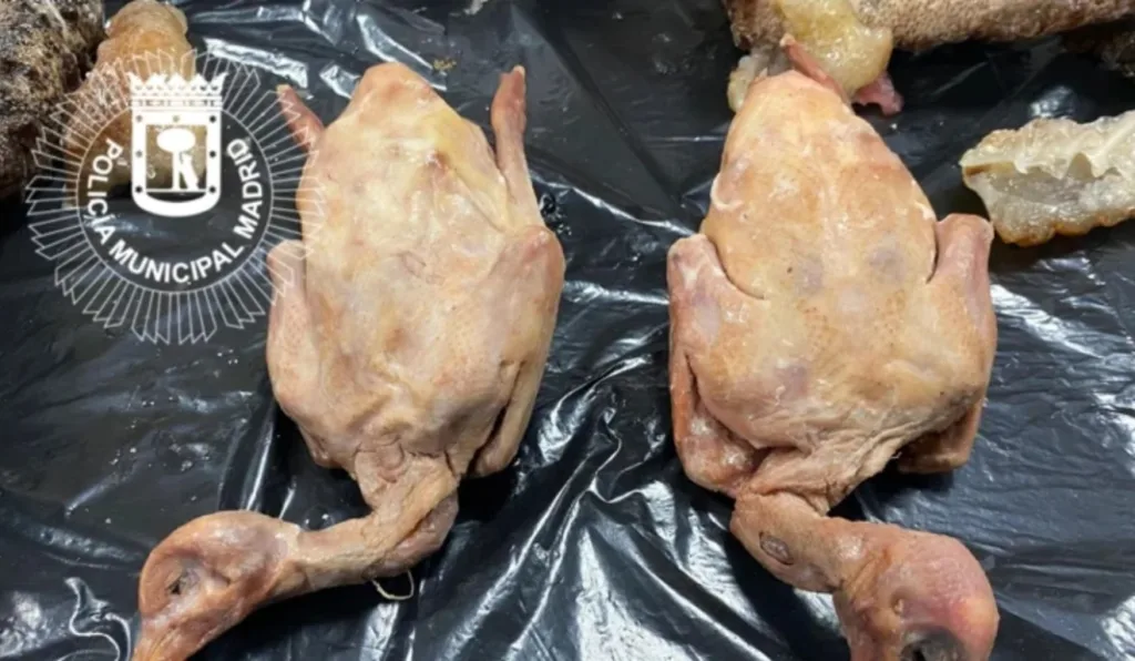 Restaurante chinês é interditado ao servir pombos como se fossem patos, em Madri