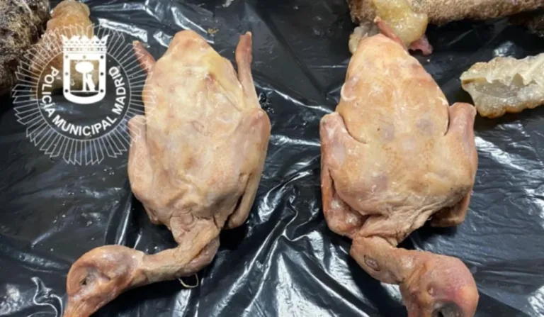 Restaurante chinês é interditado ao servir pombos como se fossem patos, em Madri