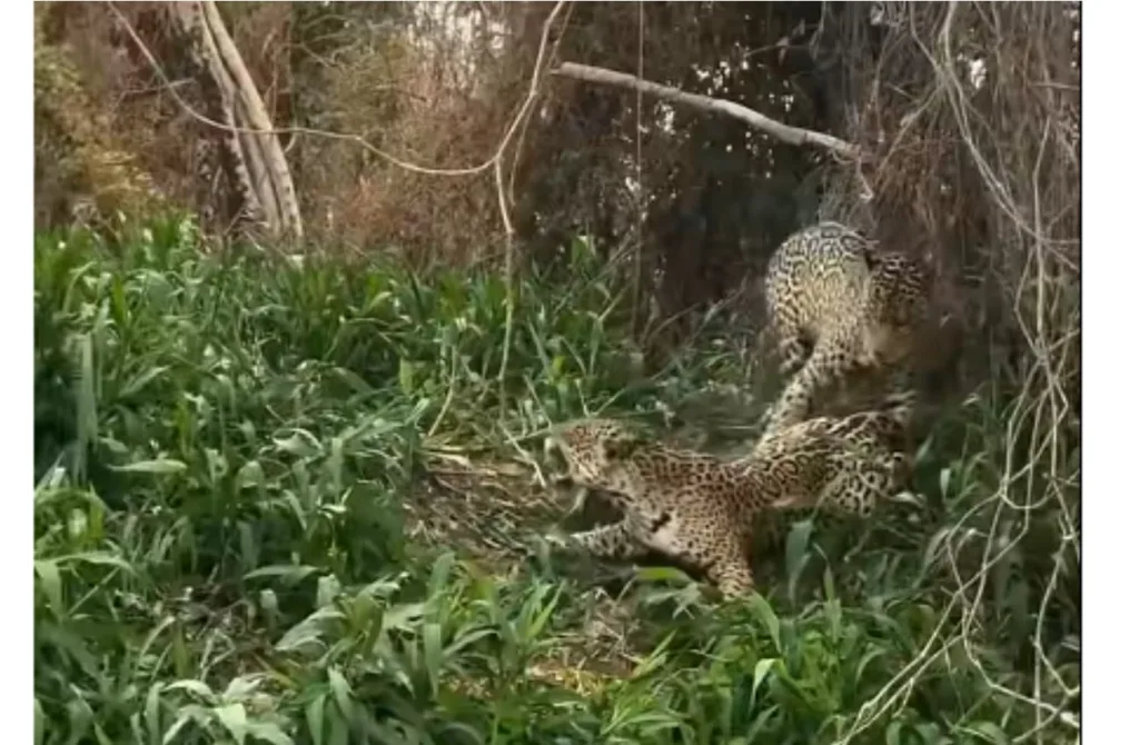 Felinos namoram no "motel das onças"