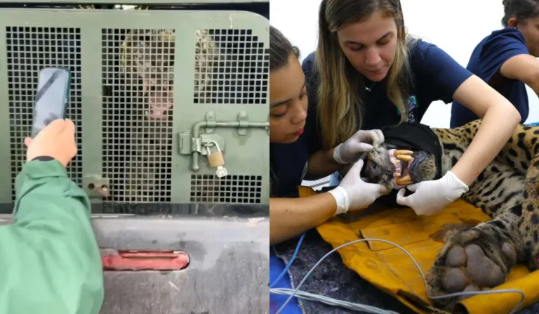 Onça que matou caseiro em chegada para fazer exames