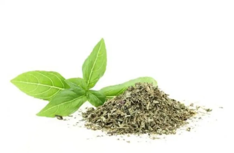 Cultivar essa planta aromática em casa é uma prática acessível e sustentável