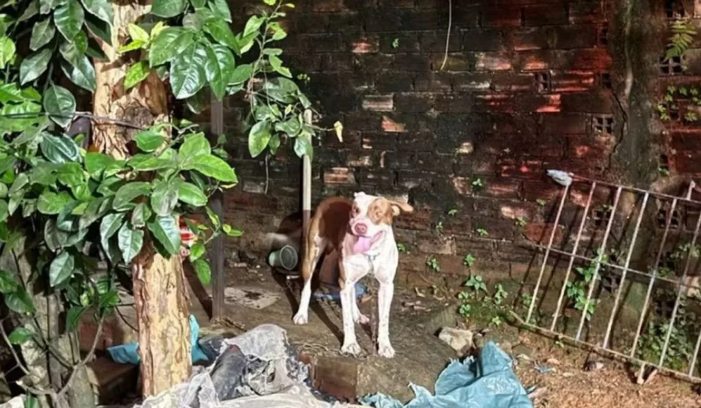 cachorro da raça pitbull que atacou bebê