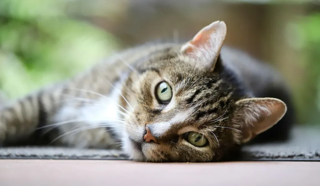 gato com olho verde deitado